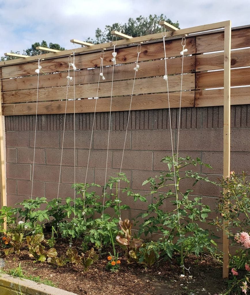 DIY Trellis 7