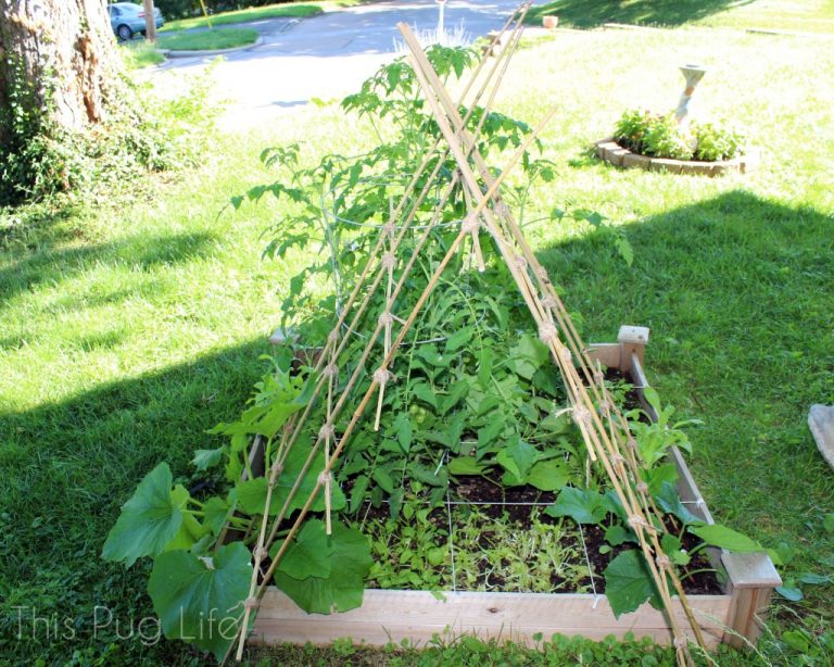 26 Diy Cucumber Trellis Ideas For Your Vegetable Garden