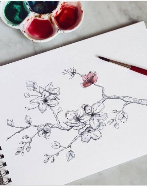 30 Splendid Cherry Blossom Drawings And Illustrations To Love 